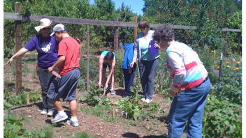 Participants helped weed and also harvested some vegetables