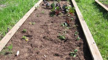 This garden featured a variety of different vegetables which were started from seeds and seedlings