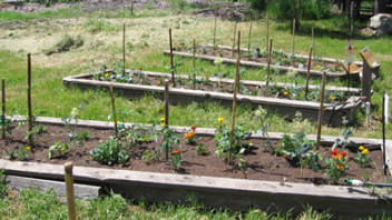 After a few weeks the garden beds filled up with growing flowers and vegetables