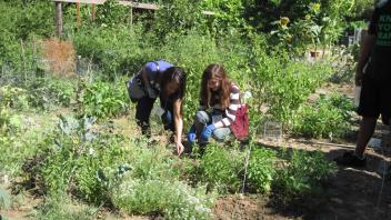 High school students planted and harvested vegetables