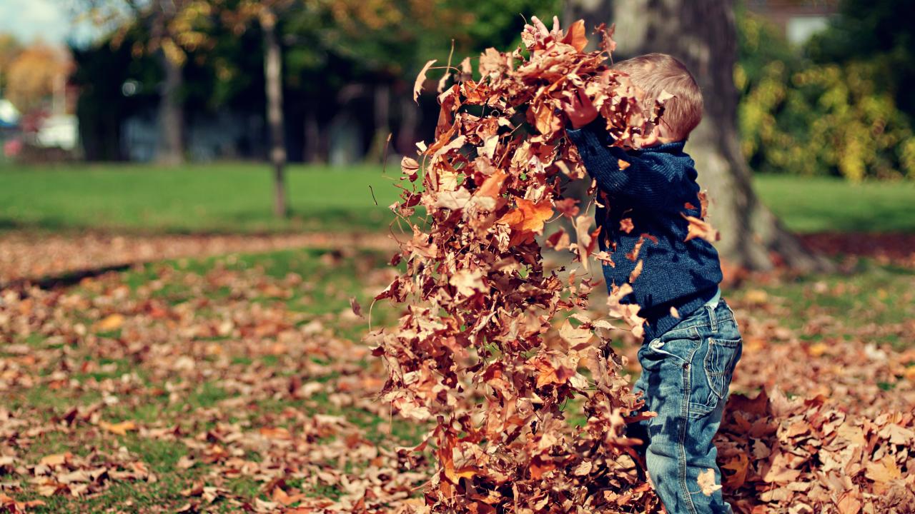 boy playing in the leaves