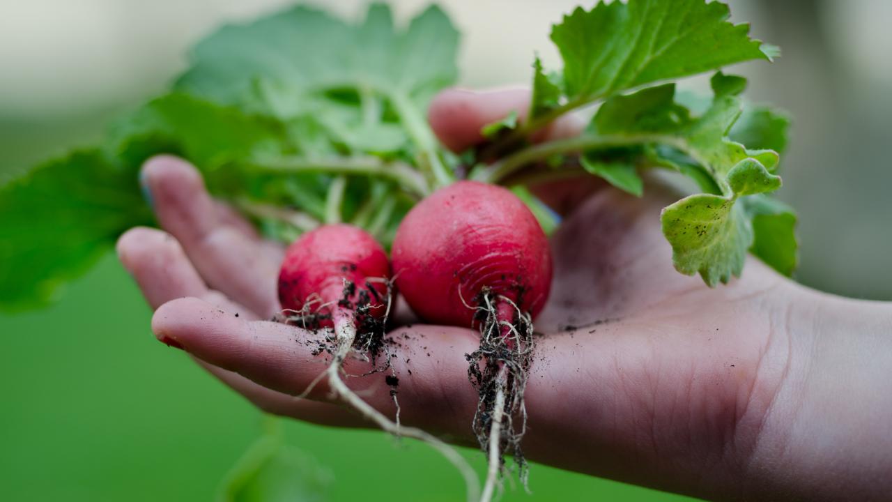 close up on hand holding radishes with dirt