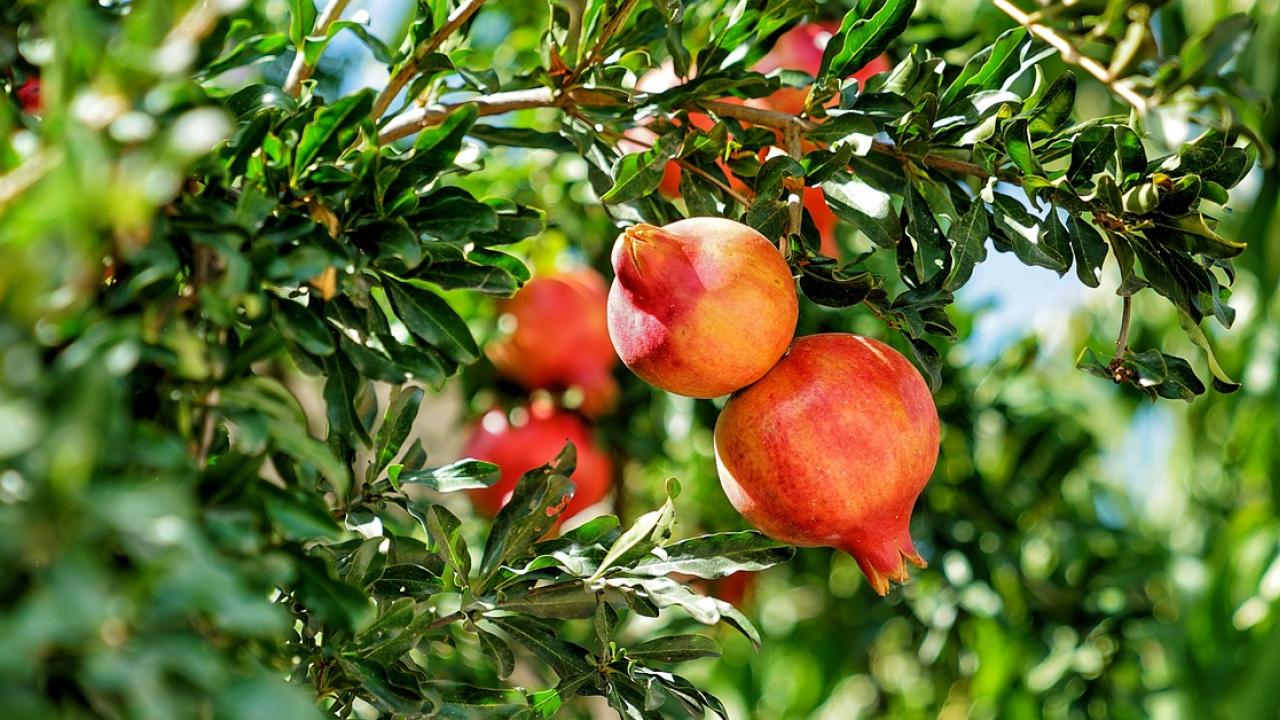 close up of a pomegranate tree