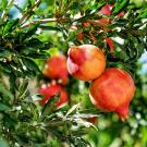 close up of a pomegranate tree