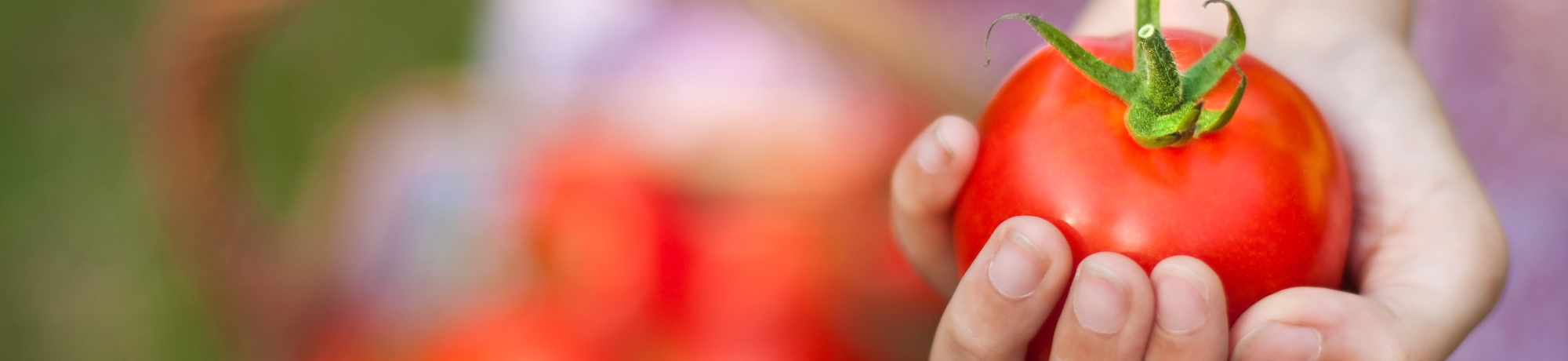 Hand holding out tomato